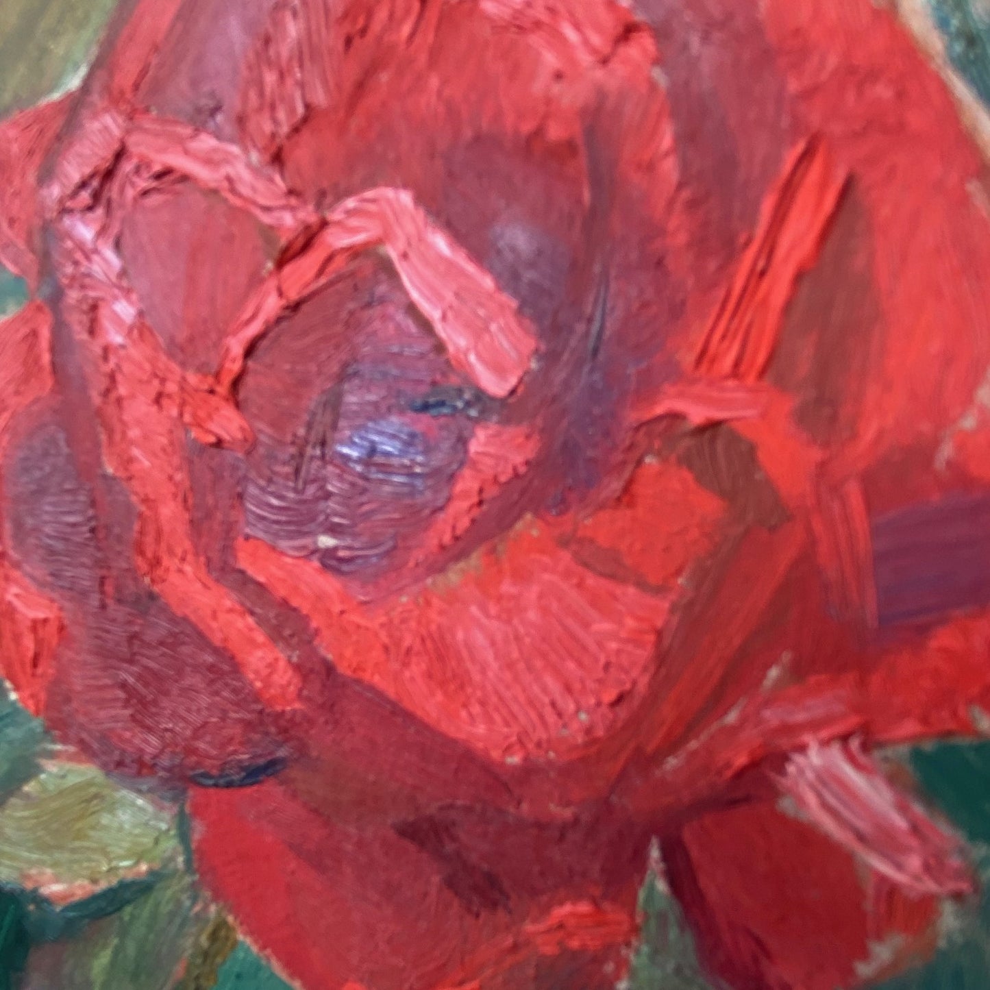 Landscape red rose in the garden. 1961.