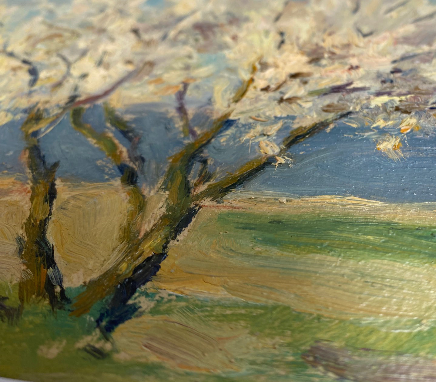 Landscape blossom tree on the river bank. 1951.