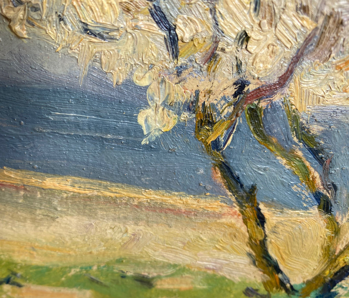 Landscape blossom tree on the river bank. 1951.